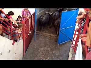 Embarquement des taureaux camargue étalons par les gardians dans les chars Lansargues août 2017.