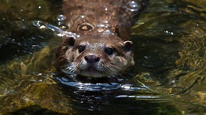 Splash the otter is training for underwater search-and-rescue