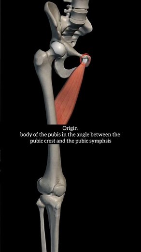 Adductor longus muscle anatomy