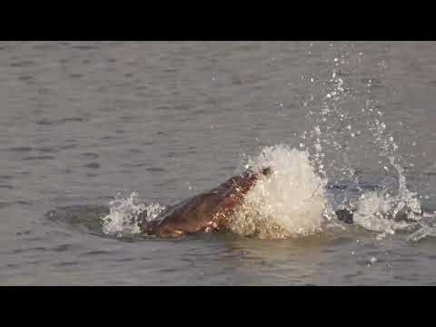 North American Beaver slaps its tail while swimming upstream on a northern USA river