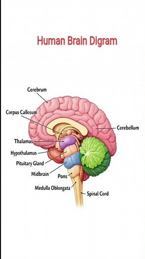 Human Brain Anatomy