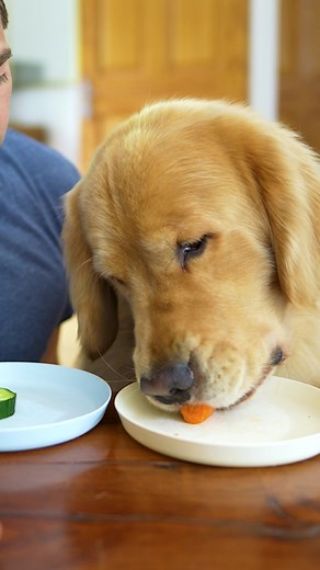 178K views · 5.8K reactions | Gotta pick my own snacks up?! #holdandreview #impulsecontrol #funnydogs #goldenretrievers | MARLEY NYC | Facebook