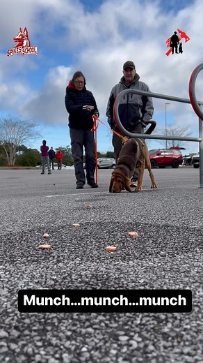 1K views · 330 reactions | Our Spike’s Tracking School focuses on...