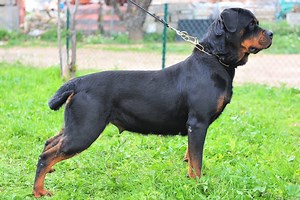 Rottweiler Tail Docking: Everything You Need to Know   FAQ