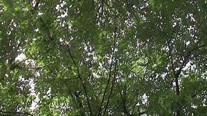 Behind the Green Door