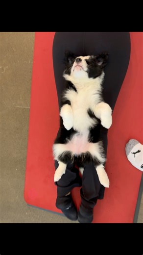 Border collie in bliss | Puppy Yoga