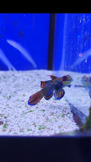 Freshwater? 🐠Saltwater? 🐡Why not both! New fish landed today and they are already showing off!✨️ Highlights include: Flame Angels, Chili Rasboras, male Rainbowfish, Green Banded Gobies, Panda Corydoras, and Balloon Gouramis🎈 (a Personal favorite🤩)! . . . #sealifefishandaquariums #localfishstore #freshwateraquarium #saltwateraquarium #stpetersburgfl #aquascape #stpete #freshwaterfish #saltwaterfish #reefkeeping #aquariumhobby | Sea Life Fish & Aquariums