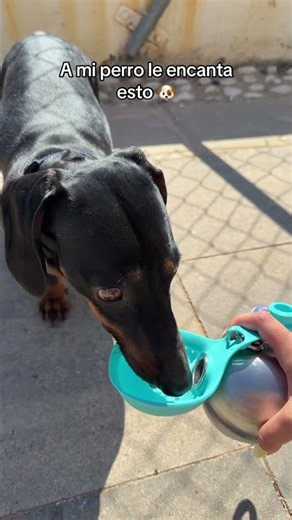 El accesorio perfecto de mascotas para este verano 🐶 #paseosconperros #perrofeliz #mascotas #perro
