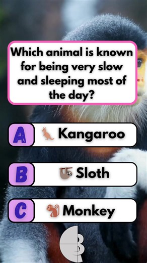 The Sleepy Sloth #brainteaser #puzzle #quiz #fun | Brain Bash