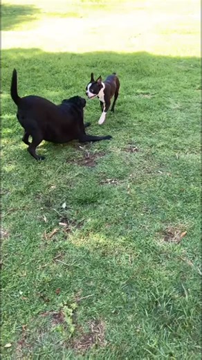 🐾 Meet Dexter 🐾 Dexter is a 2-year-old Boston Terrier who’s just arrived at the haven, and he’s already stealing hearts. He’s full of personality, playful, and settling in quickly — the video says it all. He loves interacting with the other dogs and has that classic Boston mix of goofy energy and sweetness. If you’re looking for a young, fun companion who’s ready for a fresh start, come meet Dexter at the haven. He’s ready to find his person. 🧡 📍Brentwood Park AH, Kempton Park 📩 @admin@pkha