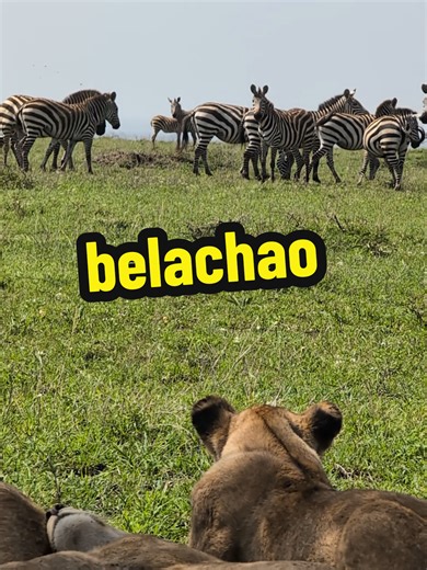 Exploring the Movie 'Belachao': A Deep Dive