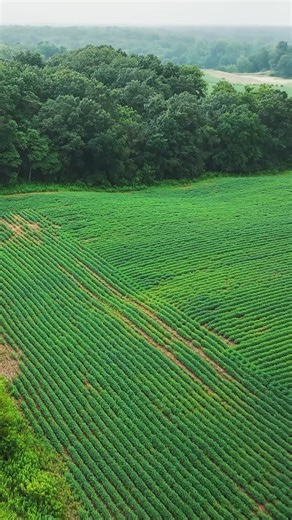 💻Online Bidding is open for all 4 tracts on this Macoupin County, IL land auction. Tracts include tillable farmland, lake and custom home sites, timber, and hunting opportunities. This is the last weekend to view the property before the sale ends Monday October 22nd. | Tarrant & Harman Real Estate and Auction Co.