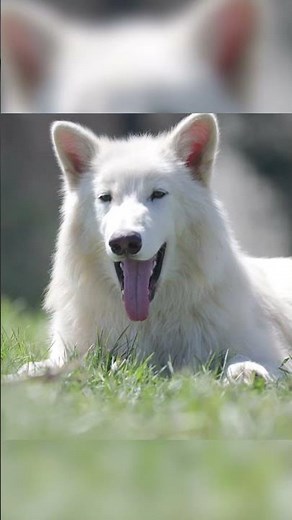 Touch grass with a dire wolf 🌿