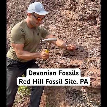 365-Million-Year-Old Fossils at Red Hill