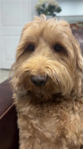 book collection (@book_collection)’s videos with BOP IT BETCH - BradyinSeattle