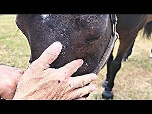 Avoid This Dental Procedure On Your Horse