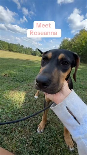 Meet Roseanna 💖 This 4-month-old Lab/Hound mix is 21 pounds of pure puppy charm! She’s a little shy at first, but give her a squeaky toy (or two) and watch her playful, spunky personality shine. Loving with people, pups, cats, and kids alike, Roseanna is the perfect mix of snuggles, silliness, and endless tail wags. 🐾 Adoptable in NJ at HomeForGoodDogs.org #AdoptDontShop #LabradorMix #RescueDogsOfInstagram #AdoptableDogs #HomeForGoodDogs | Home for Good Dog Rescue