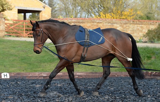 This is how to fit and use the Pessoa lunging system correctly
