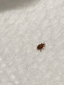Bug ID (tick/mite ?)