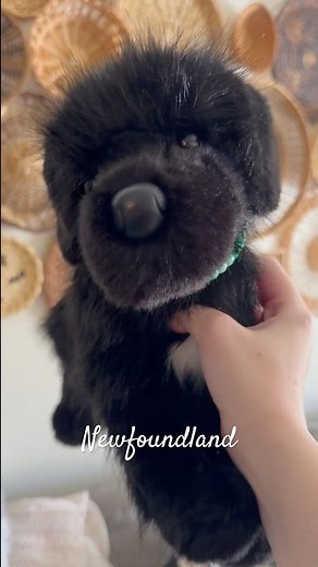 Douglas dog breeds! #essa #douglas #plushies