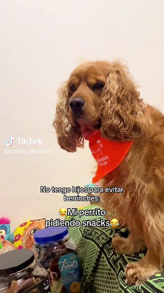 Cocker Spaniel TikTok: Divertidos Videos de Perritos