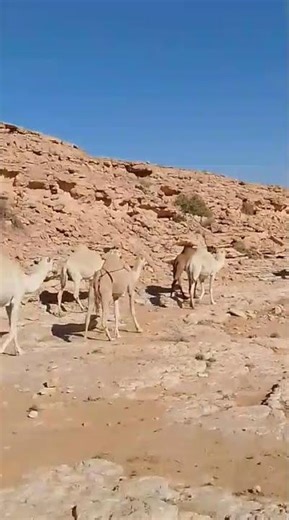 Cute Baby Camel Enjoying Desert Life | Sweet and Innocent Camel Calf