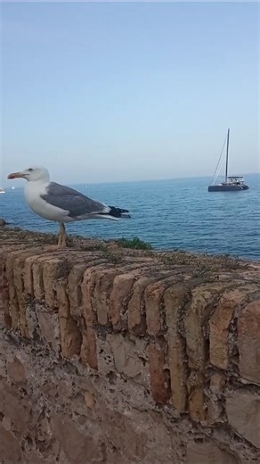 This seagull doesn't run away