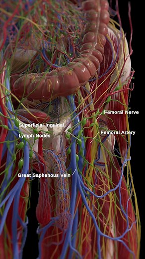 47K views · 548 reactions | Step into the world of inguinal anatomy...