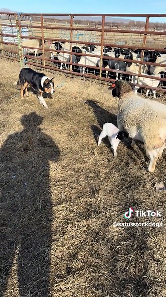 Working Dog Training: Bear Moving Ewe and Lambs