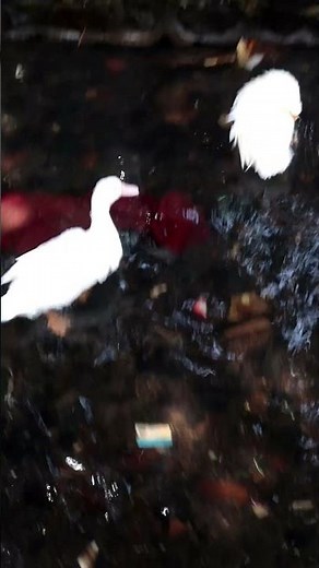 White Peking Ducks Gracefully Swimming in a Serene River 🌿🦆