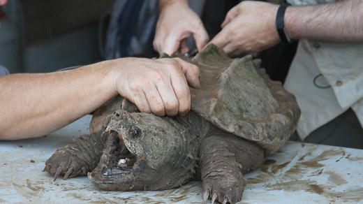 The Suwannee Alligator Snapping Turtle is now a threatened species. Here’s what that means