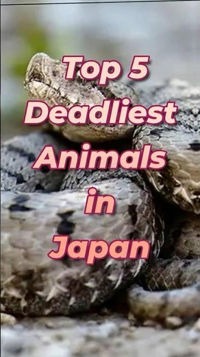 Top 5 Deadliest Animals in Japan 🇯🇵 | Dangerous Wildlife #shorts