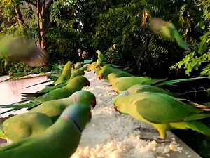 9.3K views · 229 reactions | Amazing Flock of Wild Parrots: Feeding Time! | BIRD 24 | Facebook