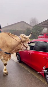 4.6M views · 195K reactions | Trotting our way to Friday like.... #FarmTok #AgTok #ThankAFarmer #ThankARancher #FarmLife #horsesofinstagram #bullsofinstagram #RanchLife #FridayEve Repost via TikTok @astonletaureau | RFD-TV | Facebook