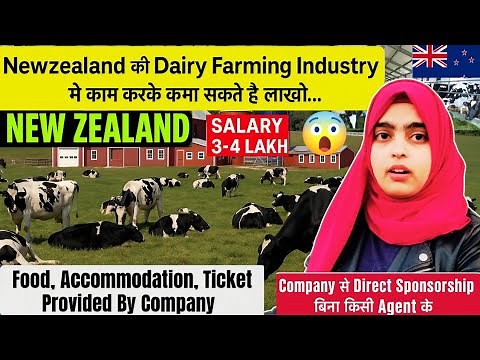 Dairy Farming Jobs in New Zealand 🇳🇿 | Work Opportunities 2025 | How to Apply Step by Step