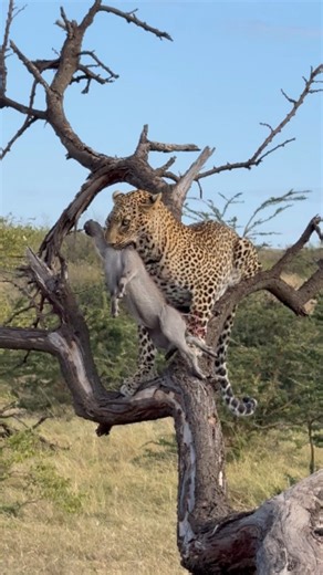 Nature Is Metal on Instagram: "Just Out Of Reach 📽 by @adrianbantich Survival is a tough trade-off: one animal's death means life for another. On the ground, this leopard would have lost the target well before the screams of the captured piglet drew these safari goers closer. However, the incredibly lucky placement of this fallen tree provides exactly what the leopard needed to keep the young warthog just out of reach of its retaliatory minded parents. Now all the leopard has to do is wa