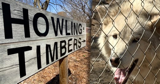 'We've always just wanted to help': Muskegon wolf-dog sanctuary appeals court order to forfeit hybrid animals