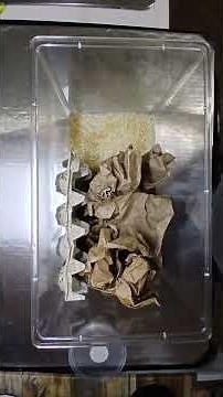 HOW TO: Set up a small Dubia Roach Feeder Colony