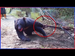 Animals That Asked People for Help | Random Acts of Kindness #2