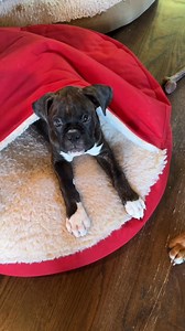 He loves the cozy cave bed | Three Boxer Brothers