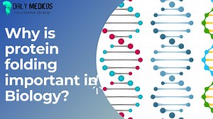 Why is protein folding important in Biology? [Detailed Guide] - Daily Medicos
