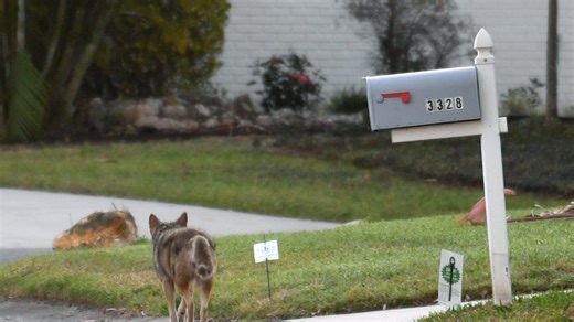 Coyotes are part of life in Sarasota County. Learn how to coexist with them. | Letters