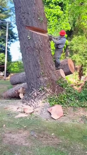 Old Man vs Large Tree: Cutting Skills Showdown