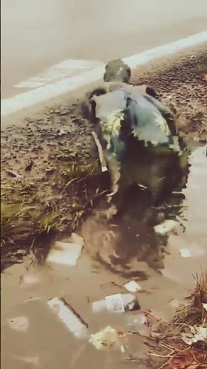 A TARP TURTLE? Pollutus sapiens use our own trash as the perfect terrifying camouflage. #trending