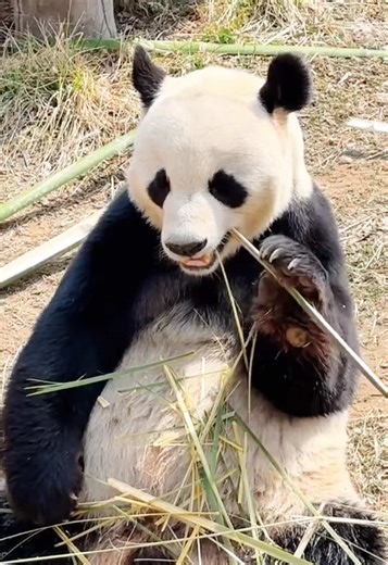 Cute panda enjoys eating bamboos ❤️ #panda #pandas #cute #asmr #mukbang