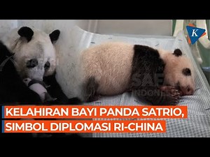 Penampakan Satrio, Bayi Panda Pertama yang Lahir di Indonesia, Simbol Diplomasi RI-China