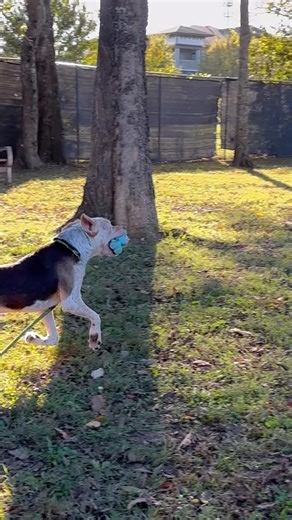 ‼️Today is the final day of Empty The Shelters! There’s still time to come adopt a new friend at no cost, plus all adoptions will include a free microchip. We’ve had lots of great pets find new homes the past two weeks, and Snoopy (A270307) is hopeful that he’ll find a family, too! 🤞🐶 This 7-month-old pup is an incredibly sweet and affectionate boy who loves giving kisses. As you can probably see, he’s also full of puppy energy and loves trotting around and playing with volunteers! ⚡️🎾 If you