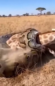 T0204001_when huge python coils around giraffe starts squeezing tightly #pyhton #rescue #Sora Nur Rulz
