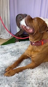 Hank! 🐾 Hank is a handsome 2-year-old male Dogue de Bordeaux with a personality as big as his adorable, squishy face. Let’s start with all his wonderful qualities — Hank may get the zoomies, but they only last about five minutes before he happily returns to his true calling in life: professional couch potato. Hank loves everyone he meets and has a friendly, easygoing nature that makes him a joy to be around. He is dog friendly, house trained, crate trained, and even uses bells to let you know w
