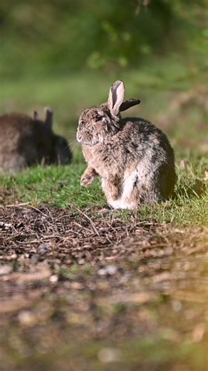 41K views · 3.8K reactions | A cute little rabbit grooming itself in the morning sunshine. | The Robin Whisperer | Facebook